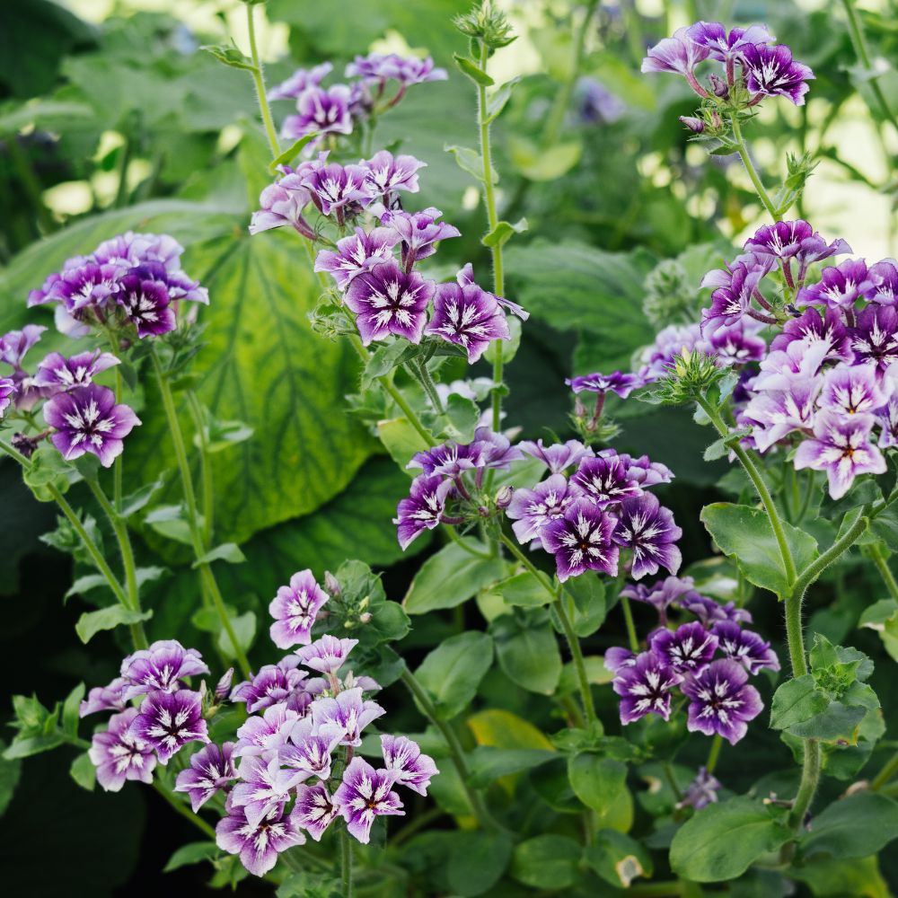 Phlox 'Sugar Stars' (vlambloem)