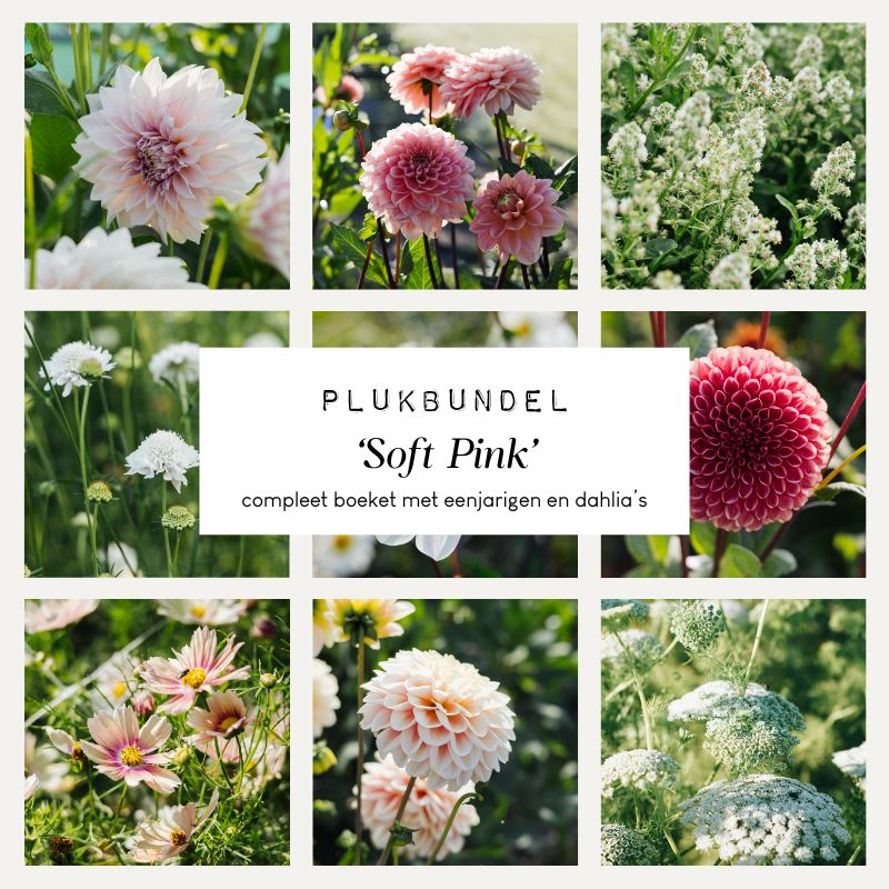 Plukbundel 'Soft Pink' - Compleet boeket met eenjarigen en dahlia's