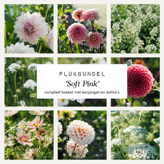 Plukbundel 'Soft Pink' - Compleet boeket met eenjarigen en dahlia's