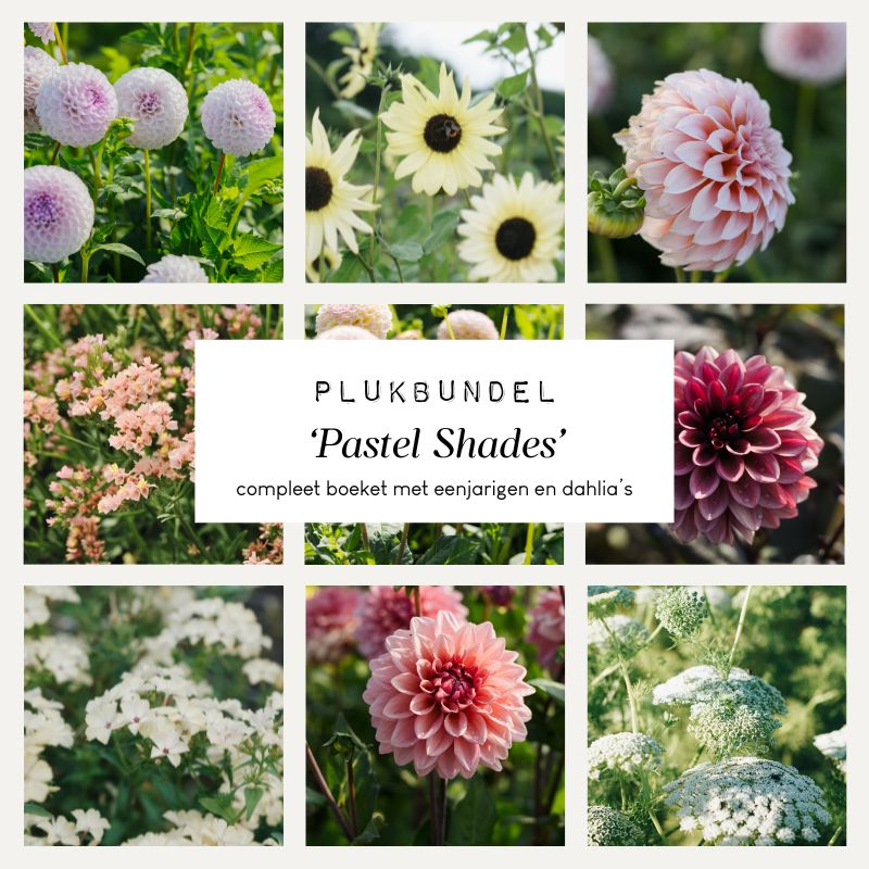 Plukbundel 'Pastel Shades' - Compleet boeket met eenjarigen en dahlia's