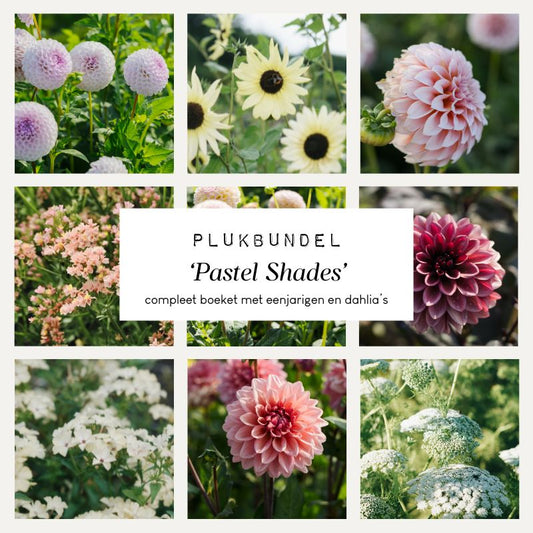 Plukbundel 'Pastel Shades' - Compleet boeket met eenjarigen en dahlia's