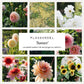 Plukbundel 'Sunset' - Compleet boeket met eenjarigen en dahlia's