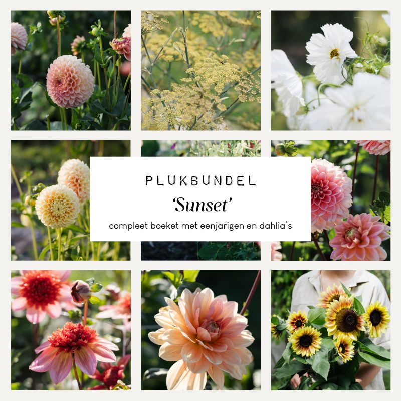 Plukbundel 'Sunset' - Compleet boeket met eenjarigen en dahlia's