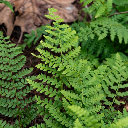 Polystichum setiferum (zachte naaldvaren) BIO