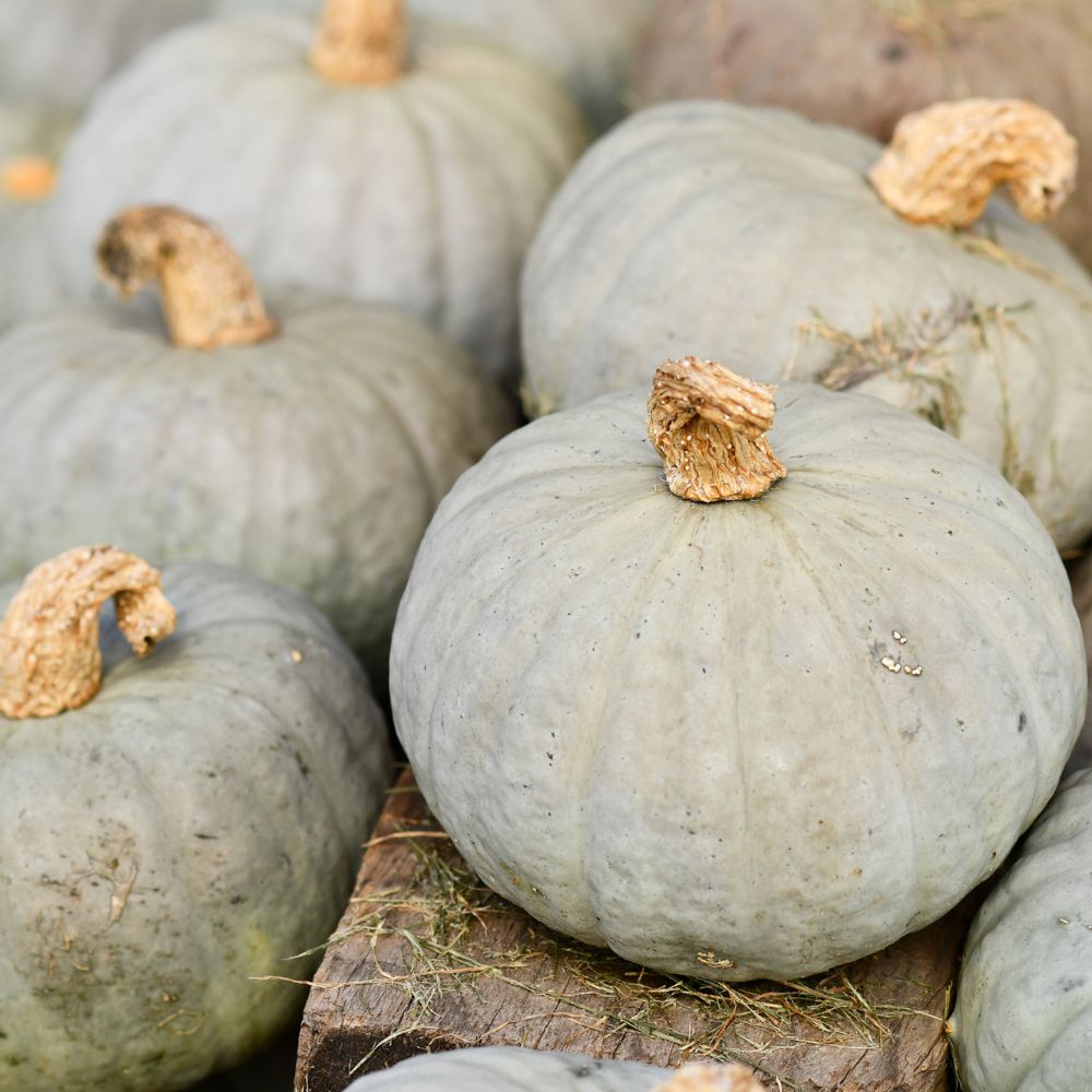 Pompoen 'Leckør F1' BIO