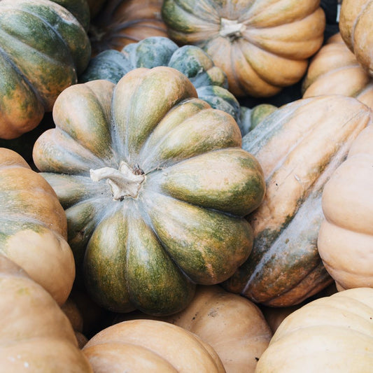 Pompoen 'Musquee de Provence' BIO