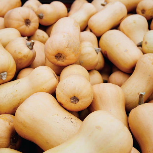 Pompoen 'Waltham Butternut' BIO