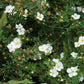 Potentilla fruticosa 'Abbottswood' (ganzerik)