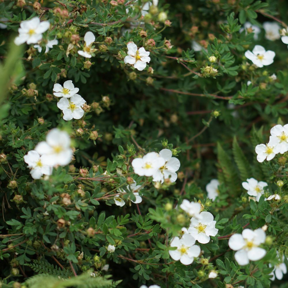 Potentilla fruticosa 'Abbottswood' (ganzerik)
