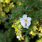 Potentilla fruticosa 'Abbottswood' (ganzerik)
