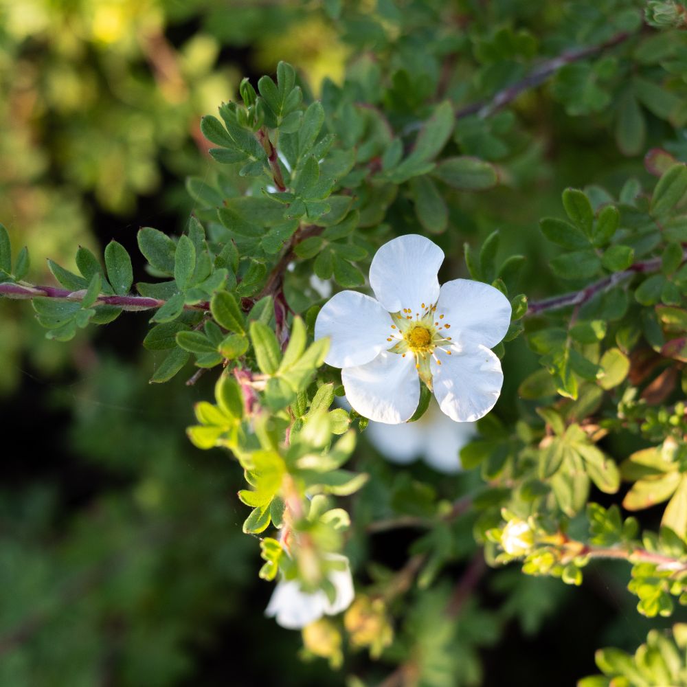 Potentilla fruticosa 'Abbottswood' (ganzerik)