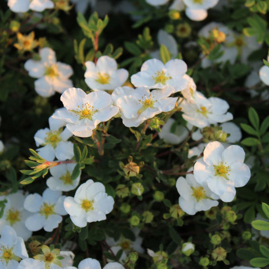Potentilla fruticosa 'Abbottswood' (ganzerik)
