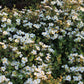 Potentilla fruticosa 'Abbottswood' (ganzerik)