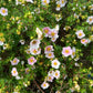 Potentilla fruticosa 'Blink' (ganzerik)