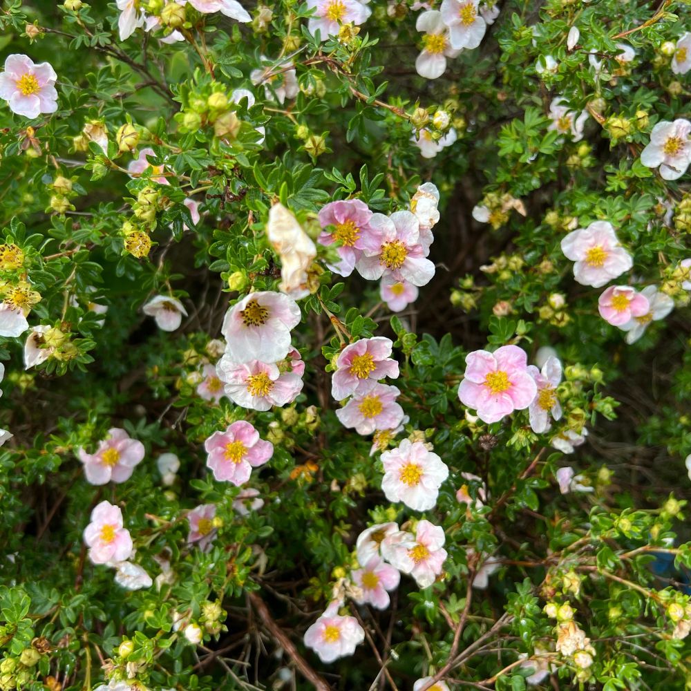 Potentilla fruticosa 'Blink' (ganzerik)