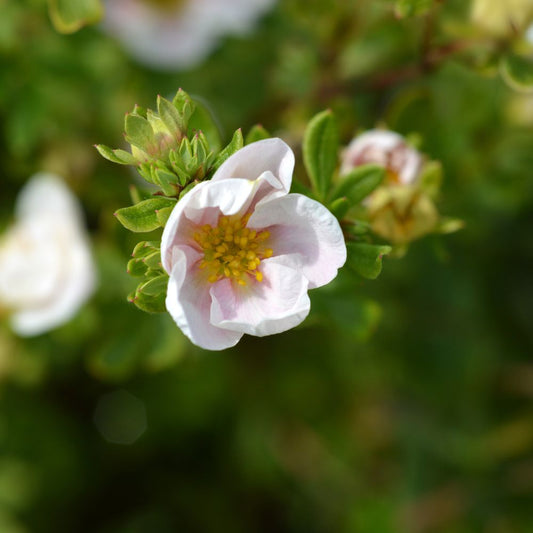 Potentilla fruticosa 'Blink' (ganzerik)