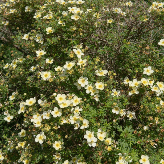Potentilla fruticosa 'Limelight' (ganzerik)