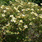 Potentilla fruticosa 'Limelight' (ganzerik)