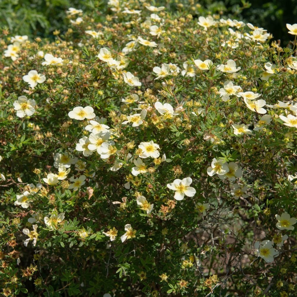 Potentilla fruticosa 'Limelight' (ganzerik)