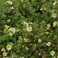 Potentilla fruticosa 'Limelight' (ganzerik)
