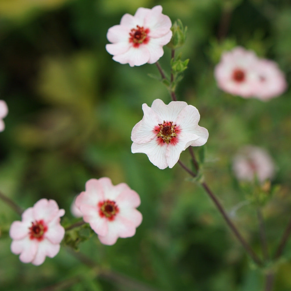 Potentilla nepalensis 'Miss Willmott' (ganzerik) BIO