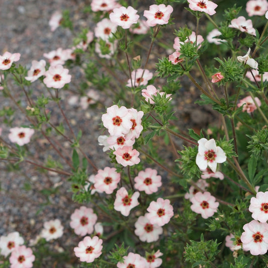 Potentilla nepalensis 'Miss Willmott' (ganzerik) BIO