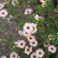 Potentilla nepalensis 'Miss Willmott' (ganzerik) BIO