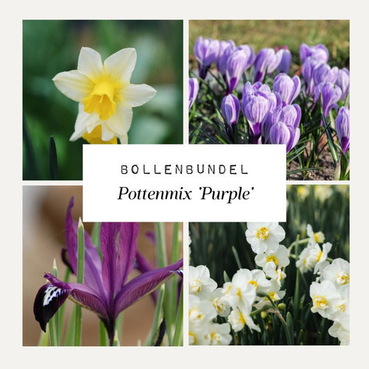 Bollenbundel Pottenmix 'Purple'