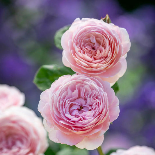 Rosa 'Queen of Sweden' (struikroos)