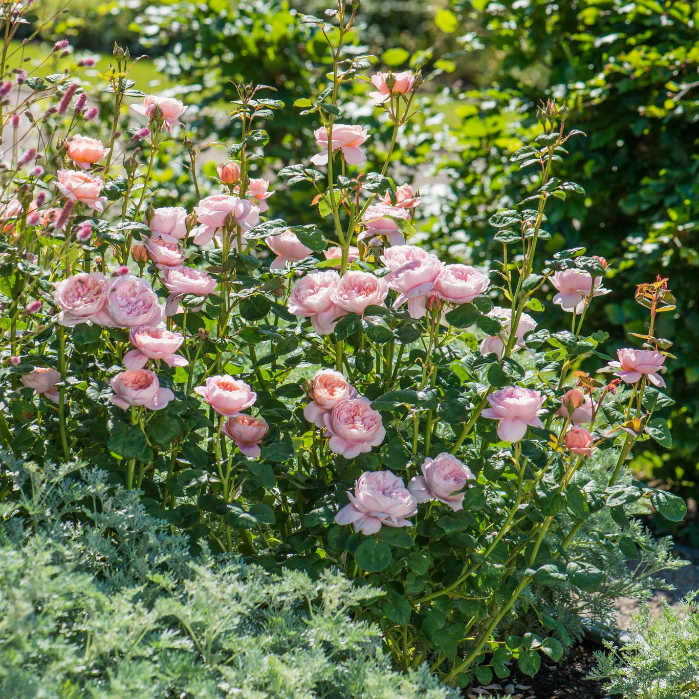 Rosa 'Queen of Sweden' (struikroos)