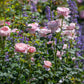 Rosa 'Queen of Sweden' (struikroos)