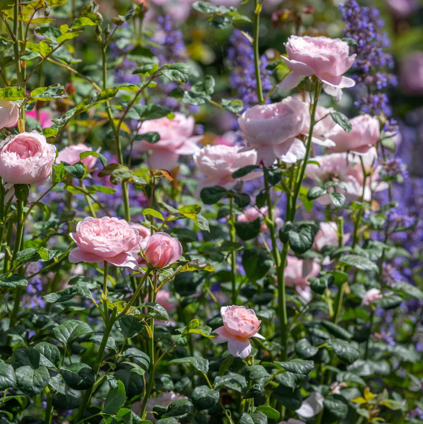 Rosa 'Queen of Sweden' (struikroos)
