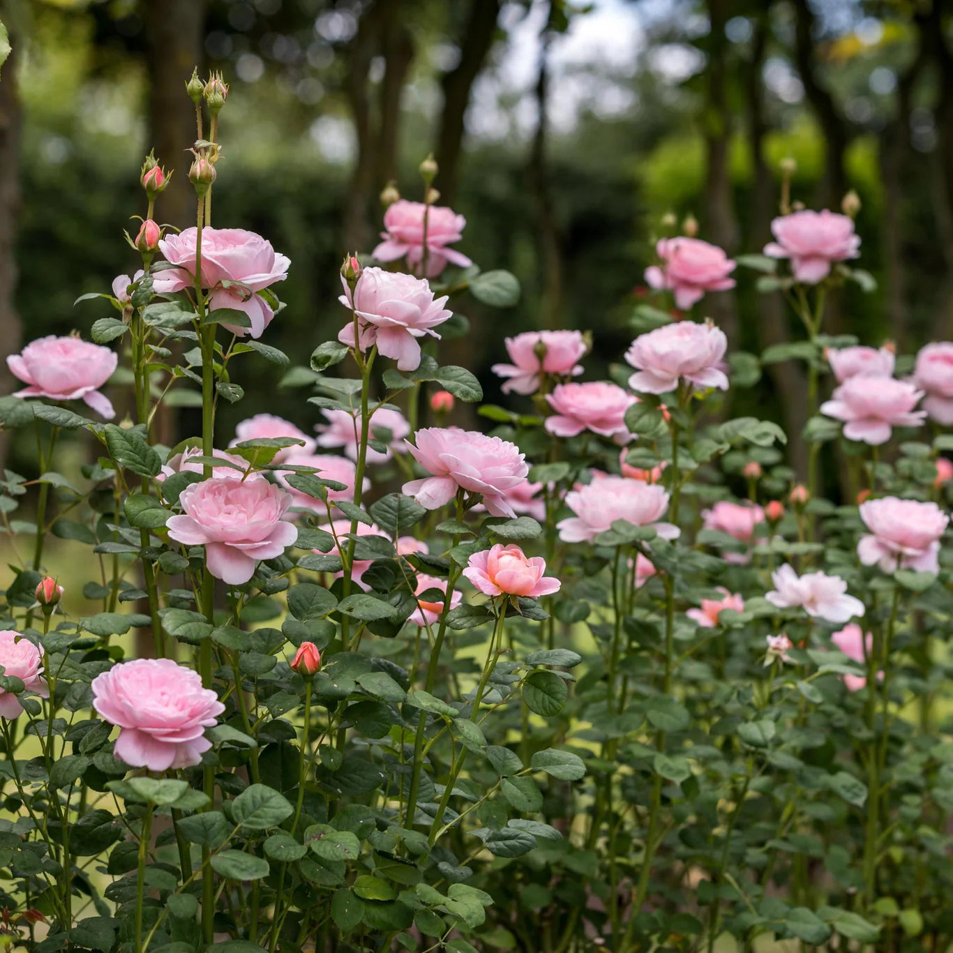 Rosa 'Queen of Sweden' (struikroos)