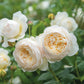 Rosa 'Claire Austin' (klimroos)
