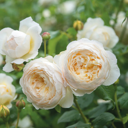 Rosa 'Claire Austin' (klimroos)