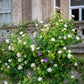 Rosa 'Claire Austin' (klimroos)