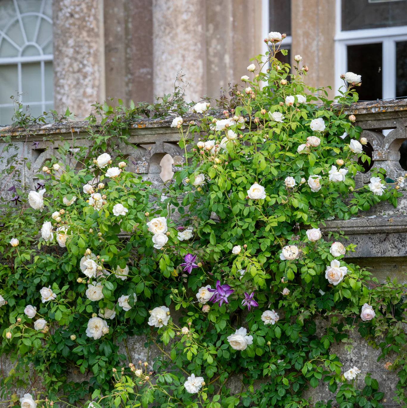 Rosa 'Claire Austin' (klimroos)