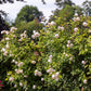 Rosa 'Claire Austin' (klimroos)