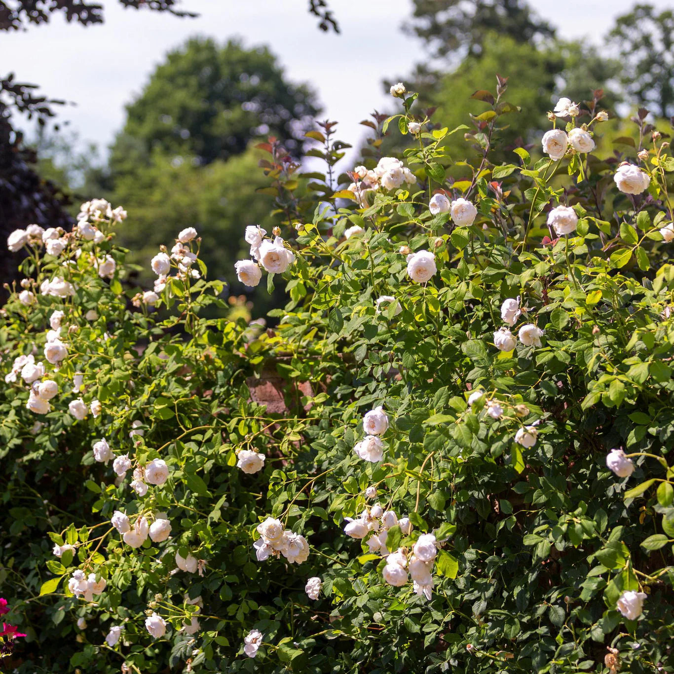 Rosa 'Claire Austin' (klimroos)