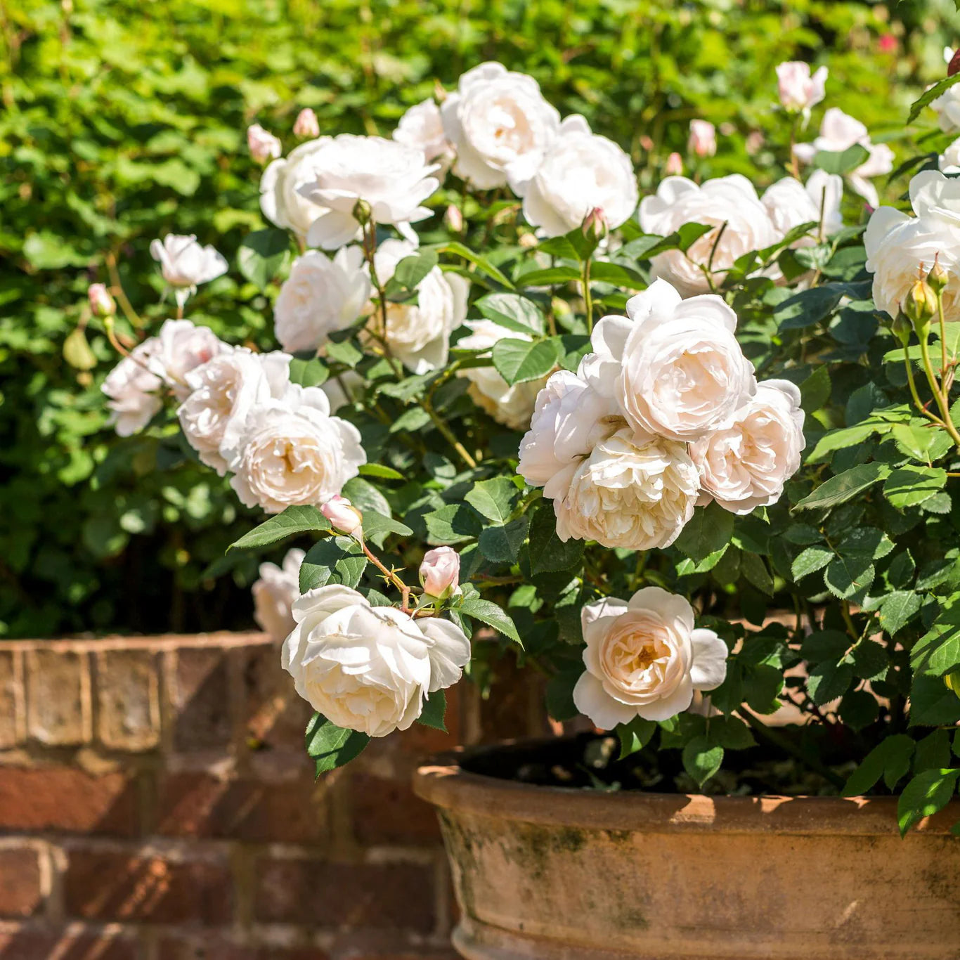 Rosa 'Desdemona' (struikroos)