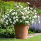 Rosa 'Desdemona' (struikroos)