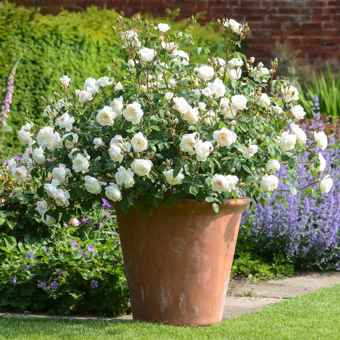 Rosa 'Desdemona' (struikroos)