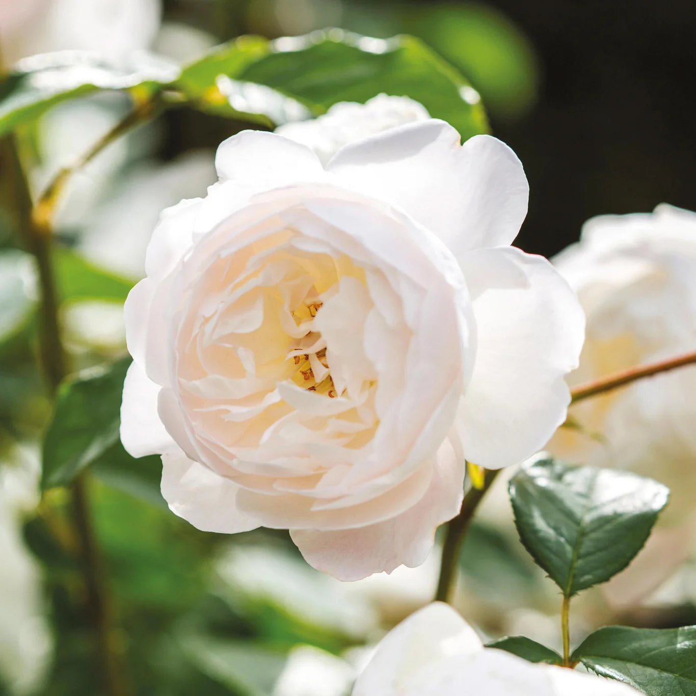 Rosa 'Desdemona' (struikroos)