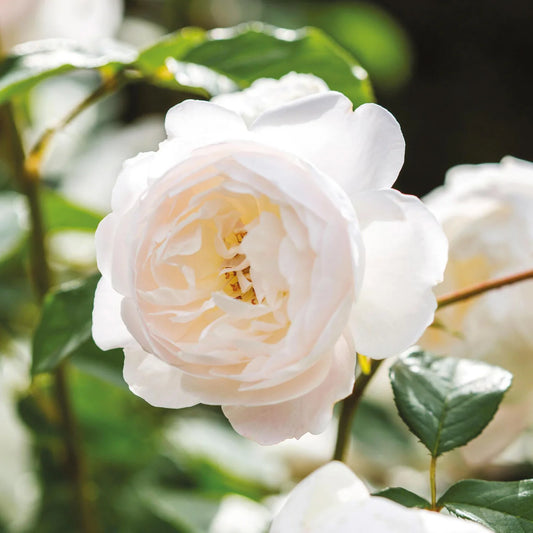Rosa 'Desdemona' (struikroos)