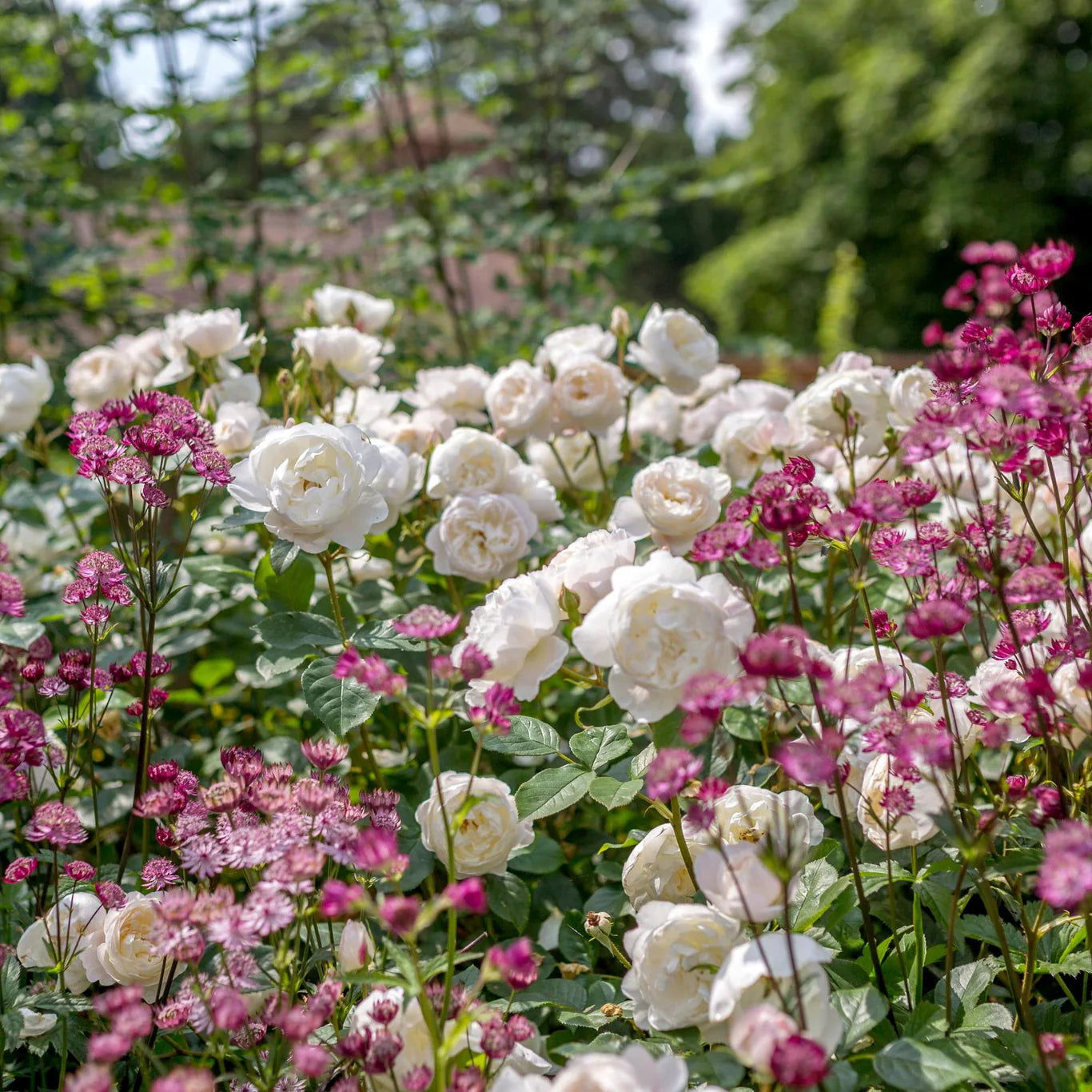 Rosa 'Desdemona' (struikroos)