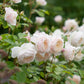 Rosa 'Desdemona' (struikroos)