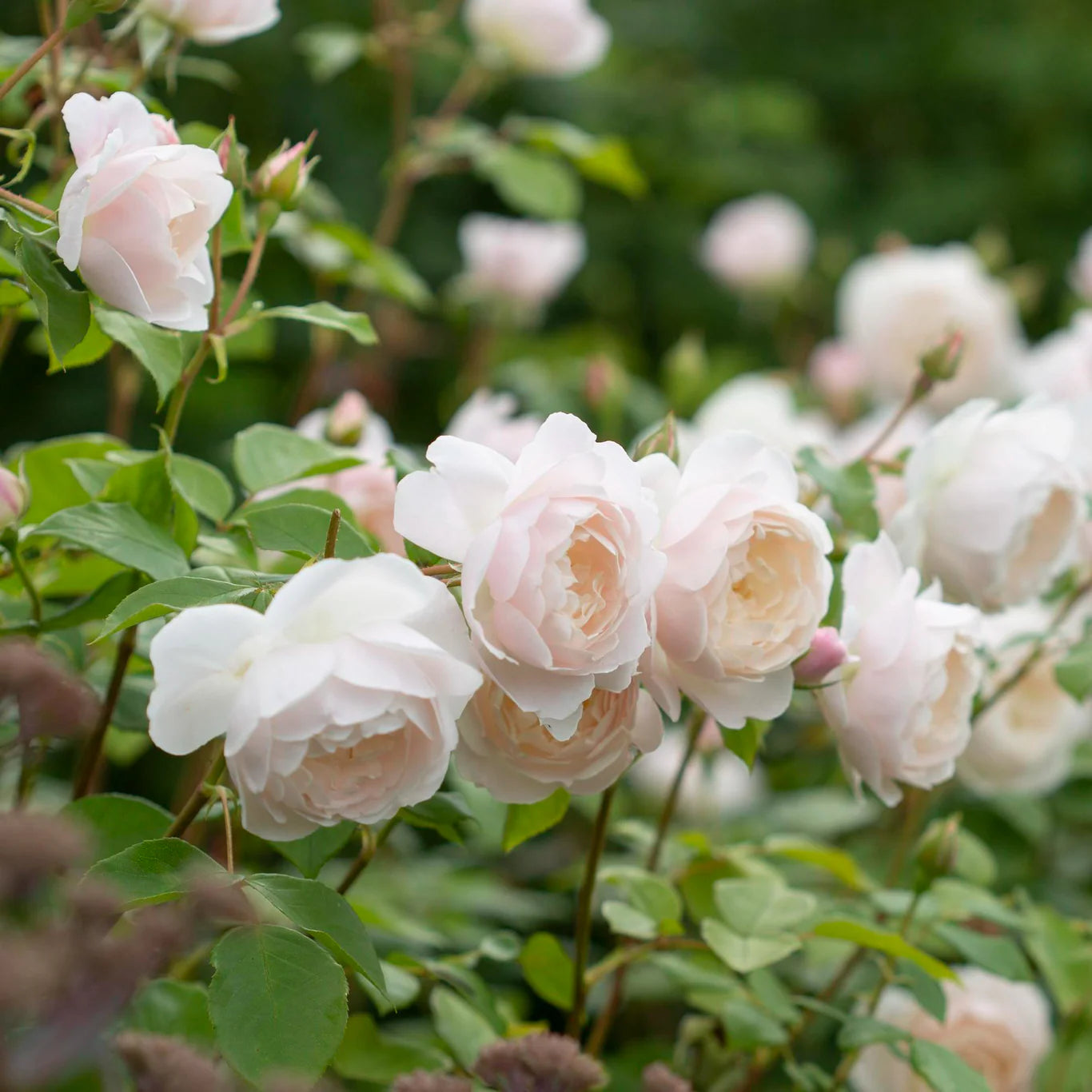 Rosa 'Desdemona' (struikroos)
