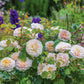 Rosa 'Emily Brönte' (struikroos)
