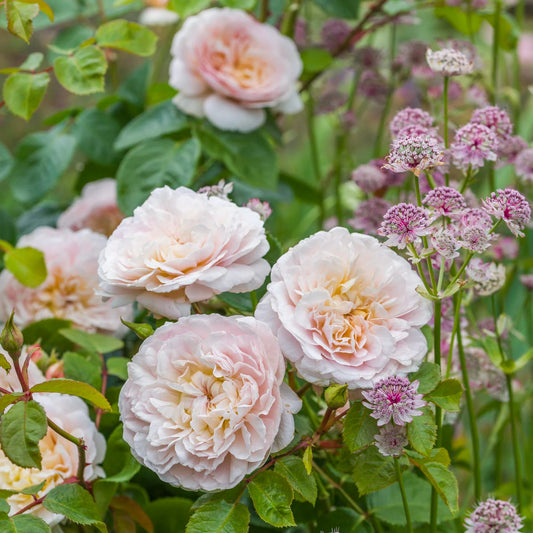 Rosa 'Emily Brönte' (struikroos)