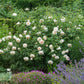Rosa 'Lichfield Angel' (struikroos)